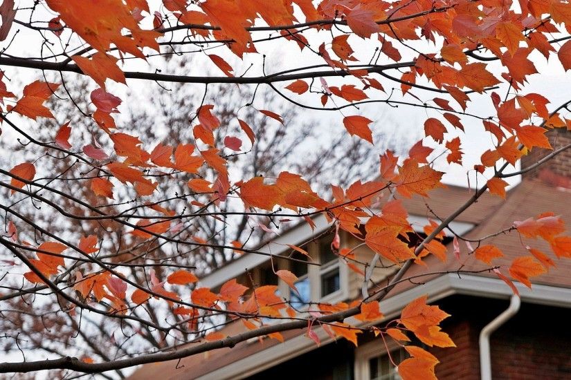 Foliage Tag - Fall Leaves Autumn Foliage Wallpaper Nature Pc for HD 16:9  High