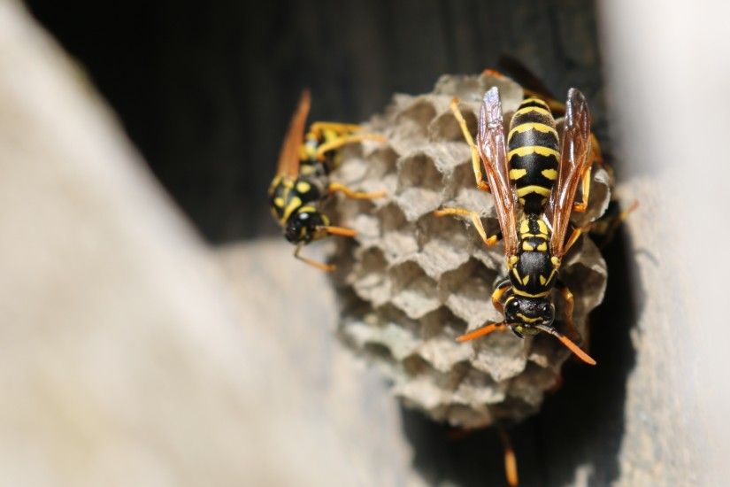 3840x2160 Wallpaper wasp, beehive, close-up