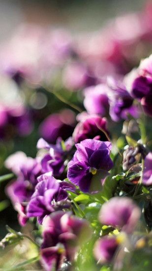 Purple flowers Galaxy S6 Wallpaper