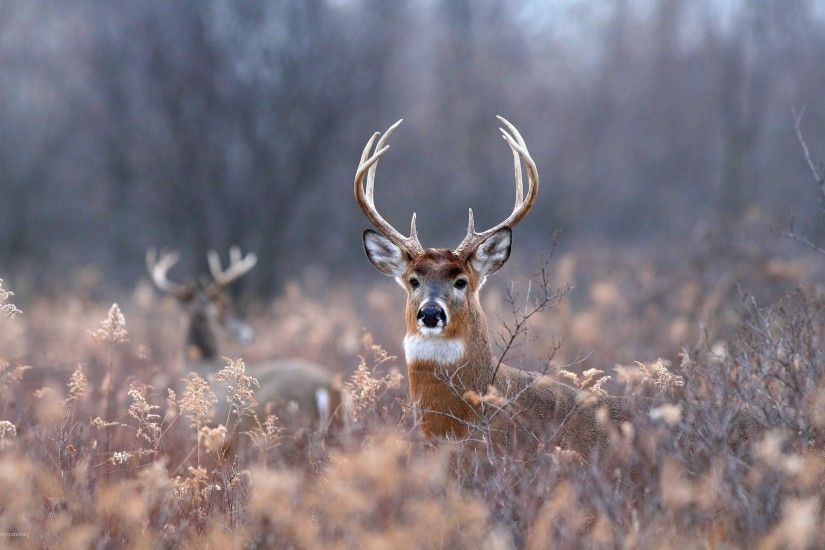 deer, Animals, Field, Forest, Depth Of Field Wallpapers HD / Desktop and  Mobile Backgrounds