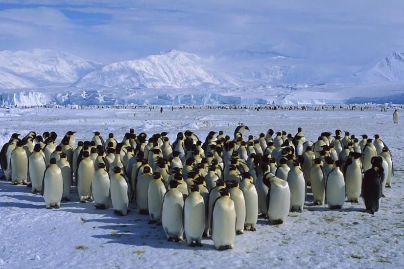 Antarctica Penguin Force Wallpaper