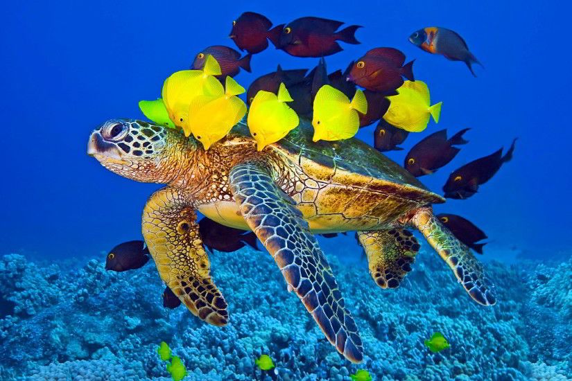 Ultra HD hawksbill turtle | Ultra HD Wallpapers | Pinterest | Turtle,  Wallpaper and Sea turtles