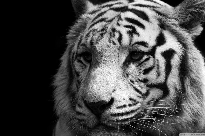 Black And White Tiger wallpaper