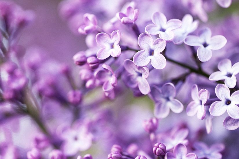 Spring Purple Flowers