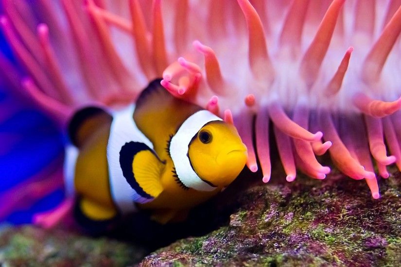 Little Clown Fish HD Wallpaper Wallpaper