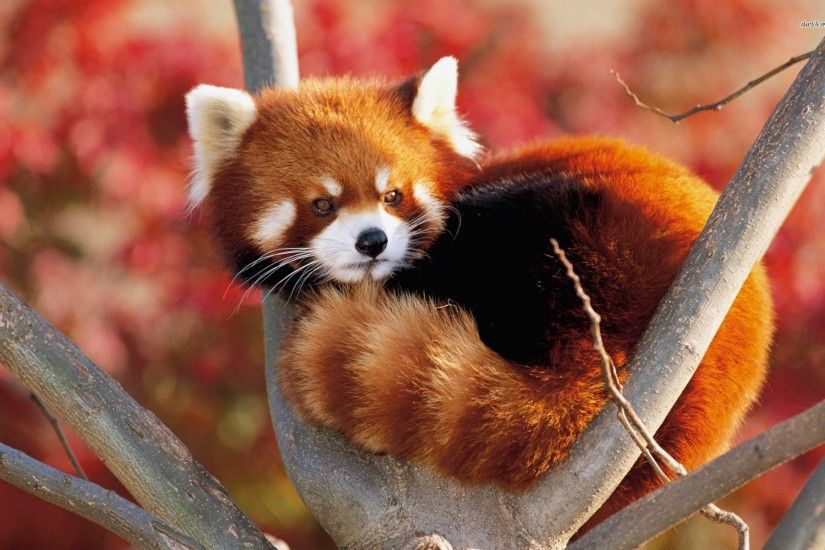 Baby Red Panda Wallpaper