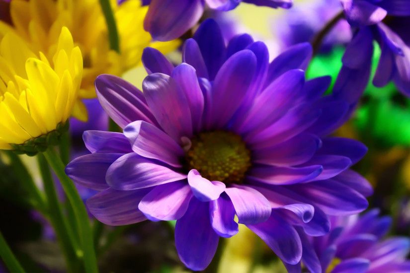 Purple yellow flowers Wallpapers Pictures Photos Images