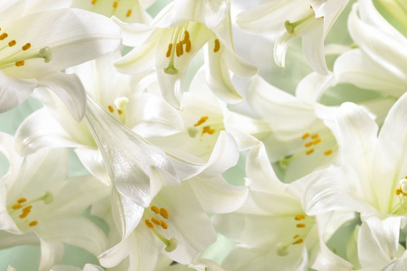 white flowers wallpaper 1382