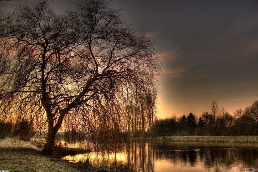 Images For > Weeping Willow Tree Wallpaper Hd