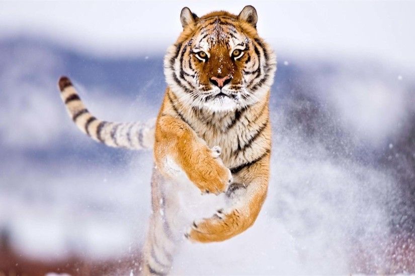 Siberian Tiger Wallpaper .
