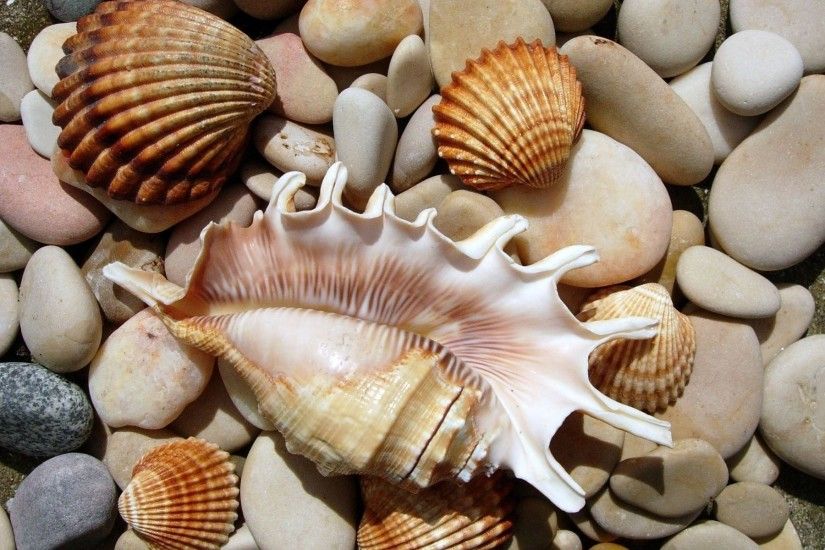 Seashells on the rocks