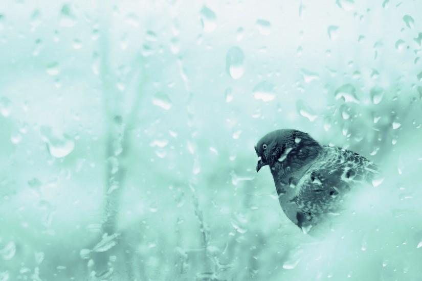 Download Dove In Rainy Day Wallpaper | Free Wallpapers