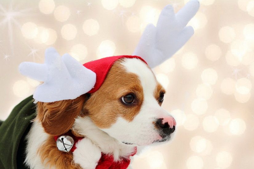 Christmas Wallpapers Dogs