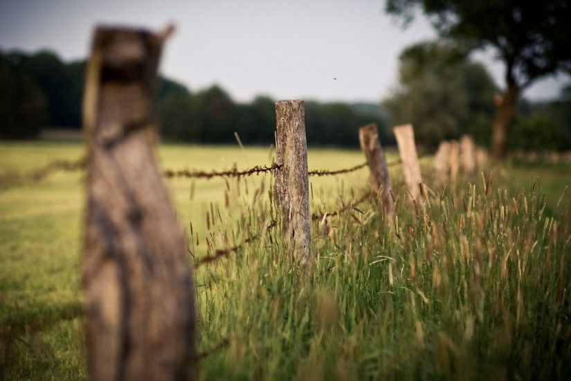 Wallpaper Wire, Protection, Stakes, Grass, Ears, Border, Degradation HD,  Picture, Image