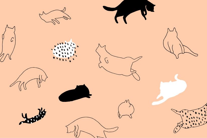 Download Cats on Peach Desktop Wallpaper