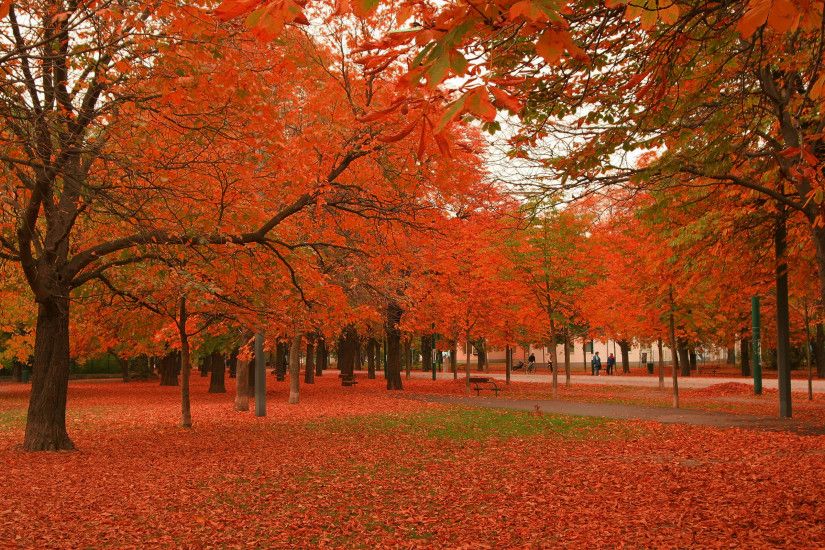 Beautiful Autumn Trees Wallpapers - 2560x1600 - 2452523