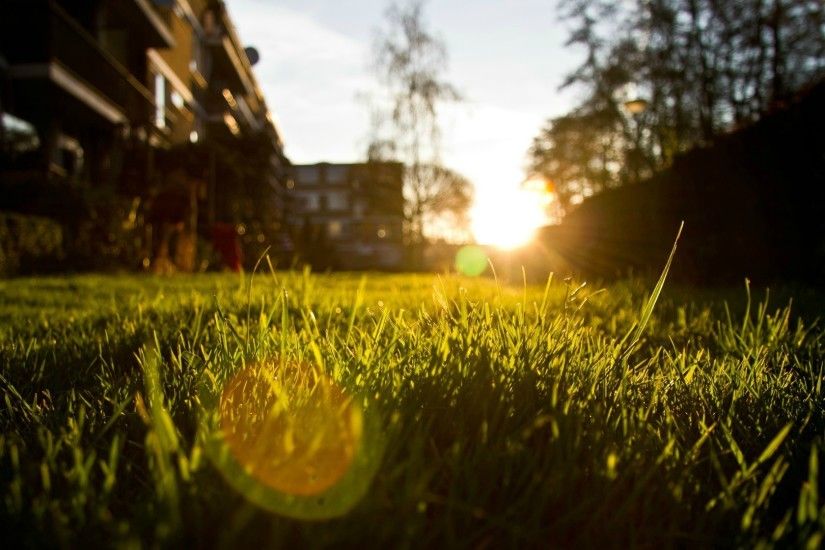 grass, Depth Of Field, Nature, Lens Flare Wallpapers HD / Desktop and  Mobile Backgrounds