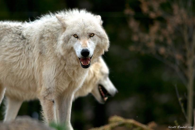 Wallpapers For > Arctic Wolf Wallpapers