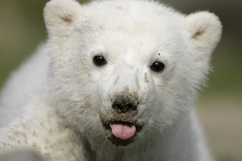 Animal - Polar Bear Wallpaper
