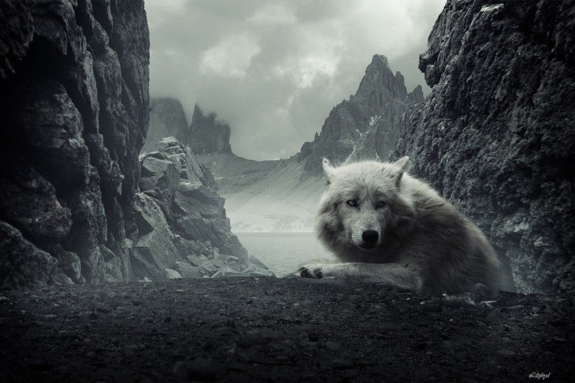 Animal - Wolf - Beautiful - Overcast - Mountain - Animal Wallpaper