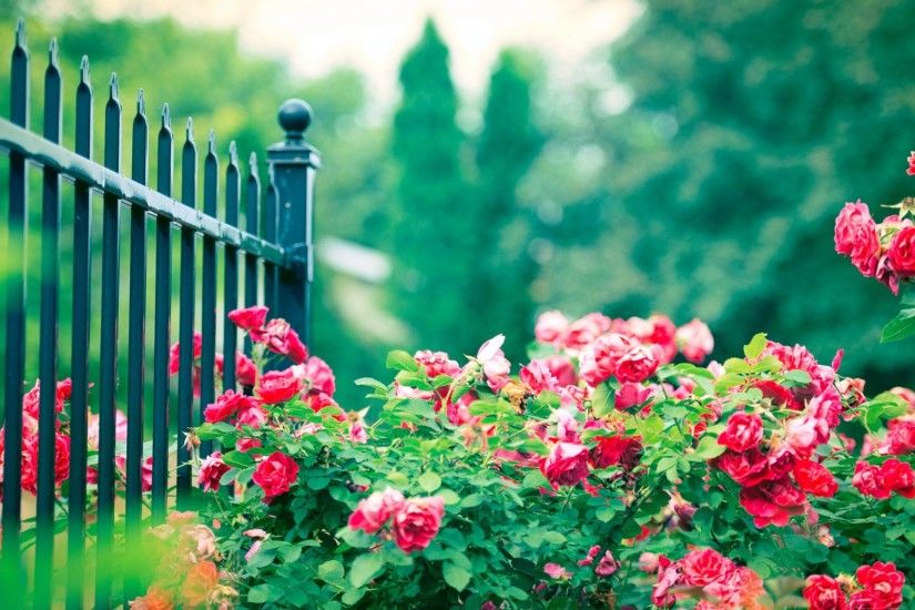 Online Buy Wholesale rose garden wallpaper from China rose garden .