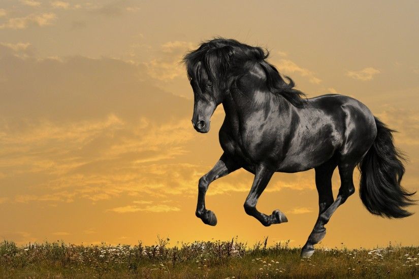 HD Wallpaper | Background ID:105811. 2560x1600 Animal Horse