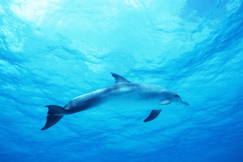 Dolphin in Deep Blue Sea