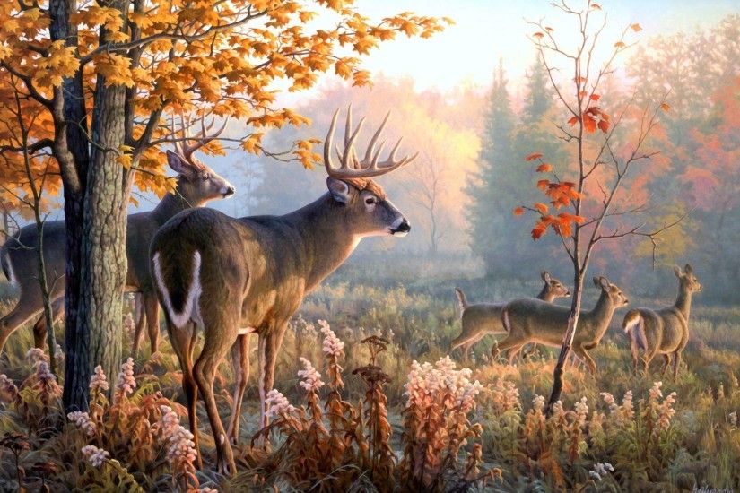 deer desktop hd wallpapers | Desktop Backgrounds for Free HD .