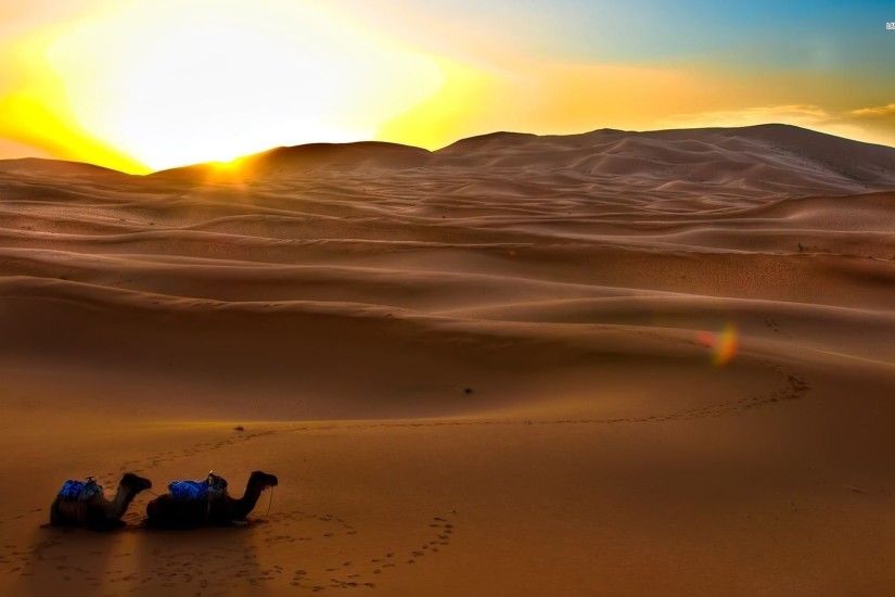 Camels Resting In The Desert