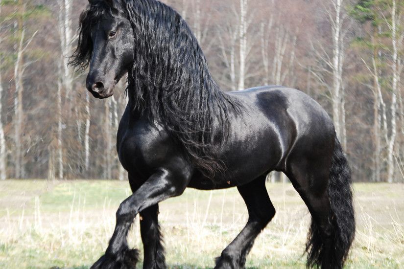 Friesian - also Frisian - a horse breed originating in Friesland, the  Netherlands, although the conformation of the breed resembles that of a  light draught ...