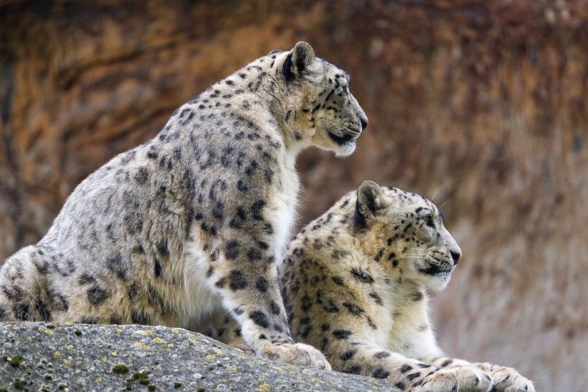 snow Leopards, Animals, Wildlife, Profile, Stones Wallpapers HD / Desktop  and Mobile Backgrounds