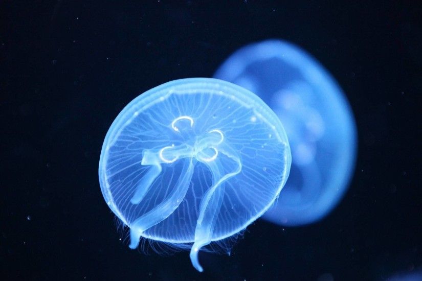 Jellyfish-Background-HD