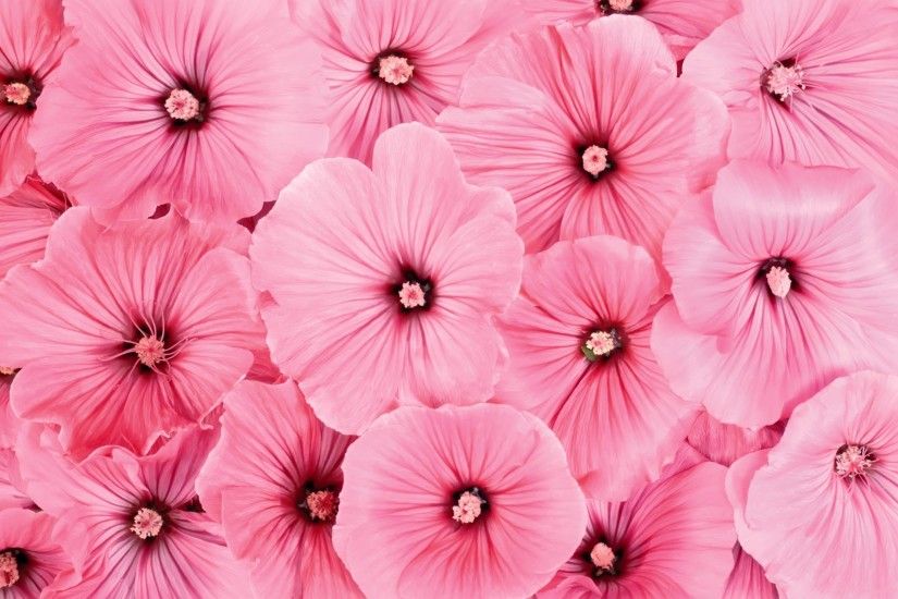 wallpaper.wiki-Pink-Flowers-Wallpaper-PIC-WPD001287
