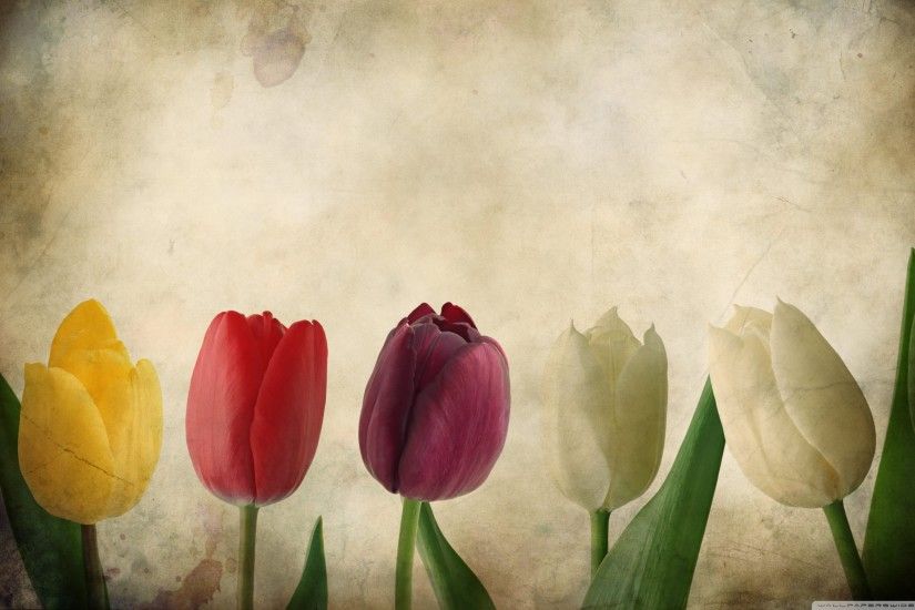 Gorgeous Tulips Vintage Desktop Wallpaper