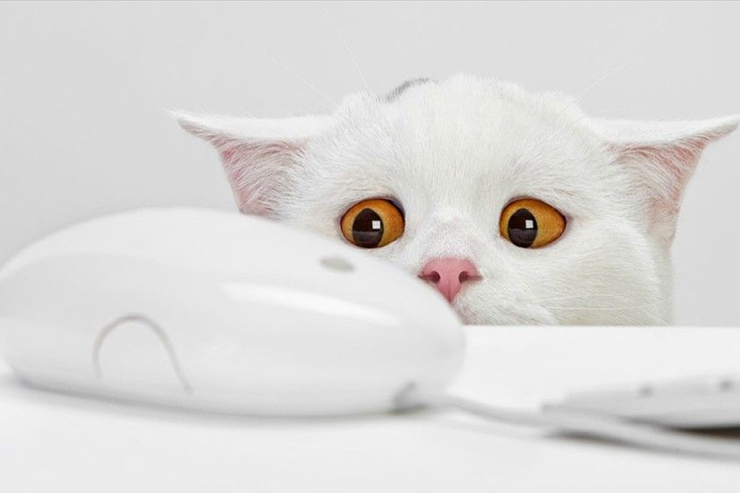 White cat and mouse Wallpaper