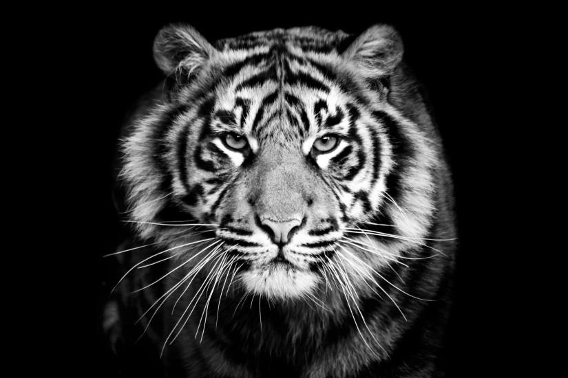 And White Backgroun, Whiskers, Black Background, Black And White Tiger
