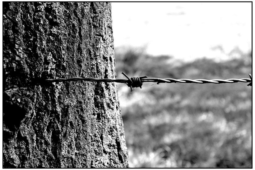 Barbed Wire, Thorn, Metal, Wire, Fence, protection, security