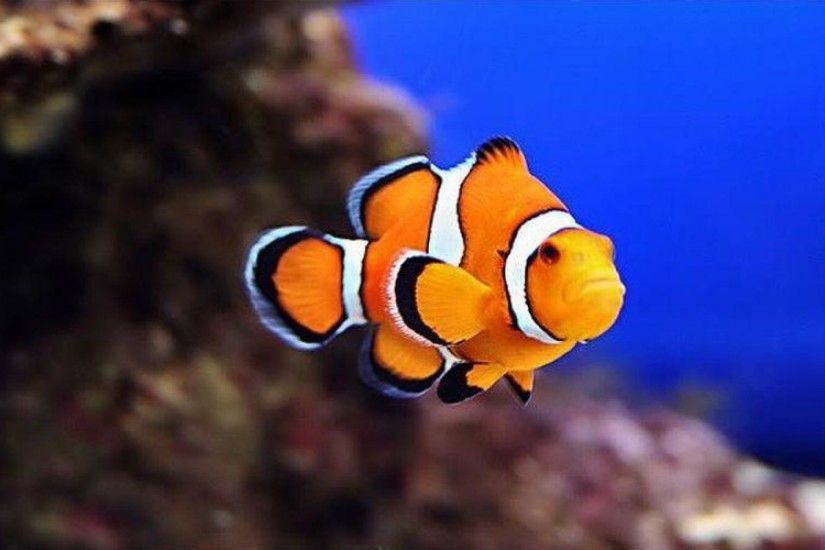 Clownfish #1