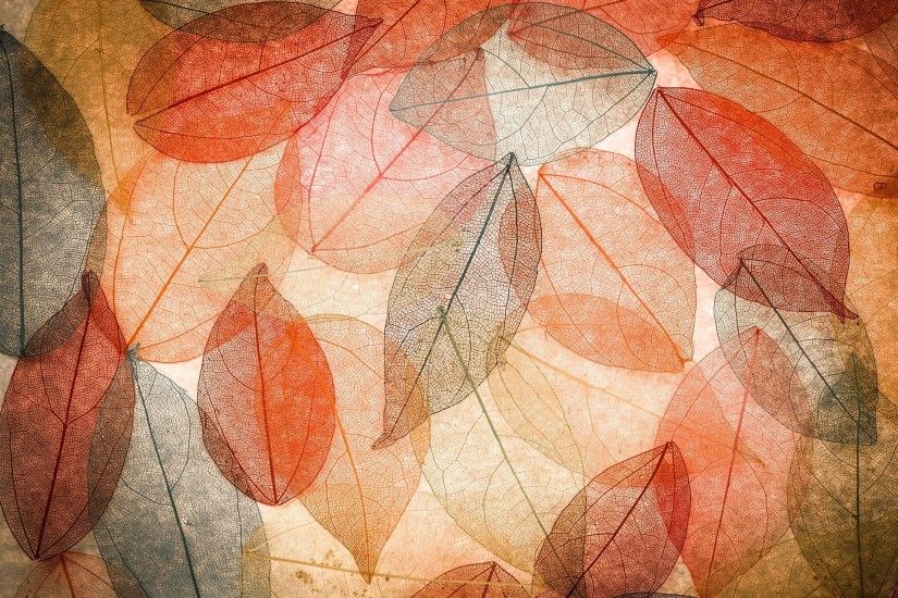 autumn leaves transparent abstract colorful leaves autumn background