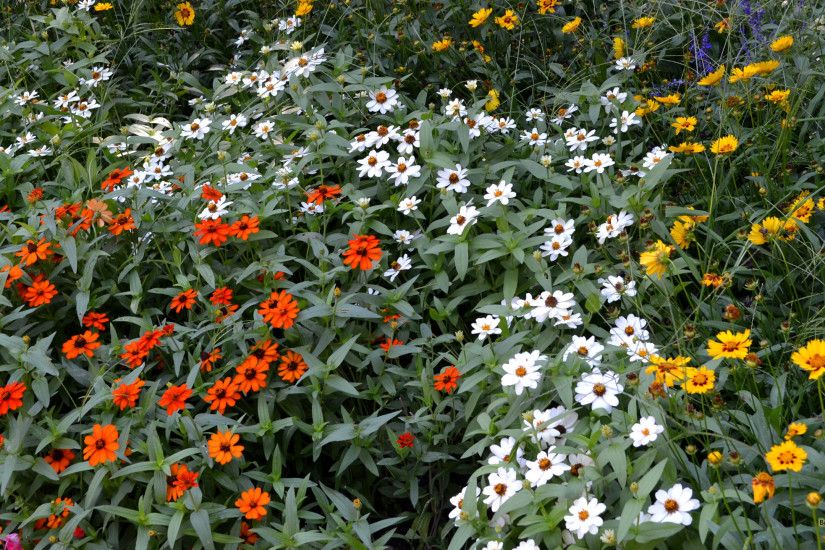 Flower field wallpaper sea of flowers