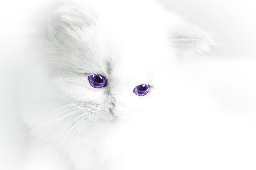 And in the 2nd wallpaper is the cute white cat