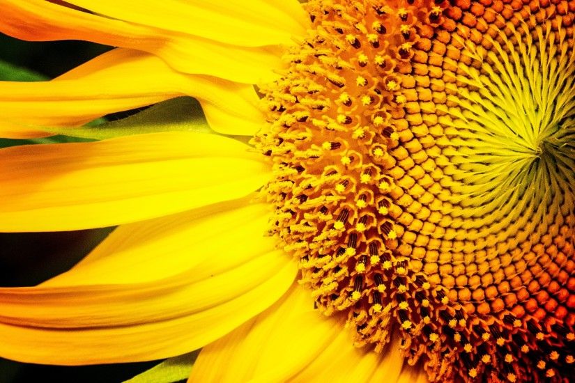 One close-up wallpaper with a sunflower ð» that looks beautiful and shared  by courtesy of Jim Lukach under the CC By license Â· If you like this free  picture ...
