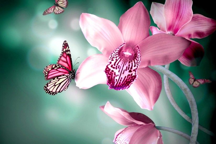 Butterflies Flower - HD Animal Wallpapers - Butterflies Flower