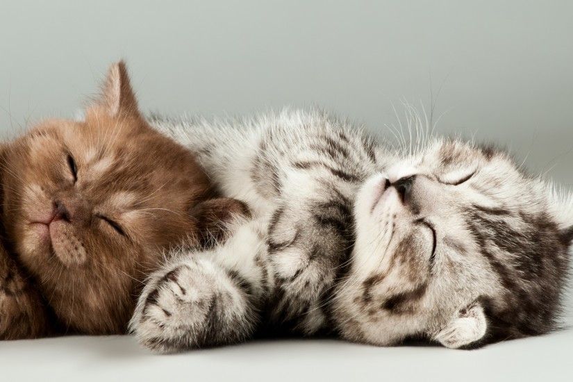 Animals / Cute kittens Wallpaper