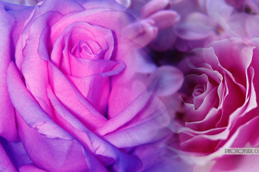 Cool Pink and Purple Backgrounds | Pink And Purple Flowers Background Hd  Cool 7 HD Wallpapers