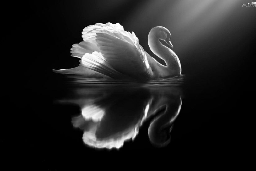White, black, Swans, Bird