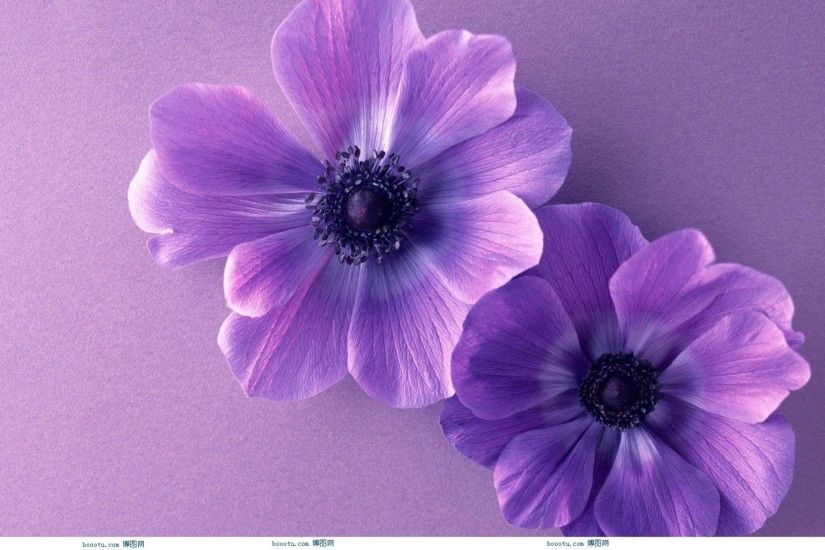 Cute Flower wallpaper x