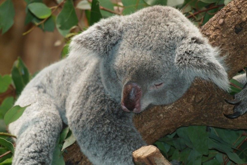 2048x1152 Wallpaper koala, australia, relax, lie