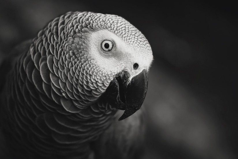 Grey Parrot Wallpapers - HD Wallpapers Backgrounds of Your Choice