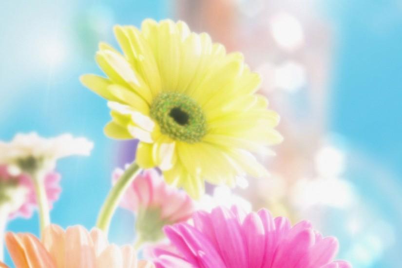 Wallpapers For > Colorful Daisy Backgrounds